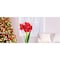 Degroot DeGroot Amaryllis Gift Box Bulb Kit 1 pk AY912A00 - alternate 9